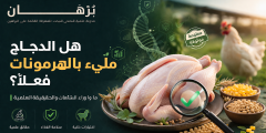 هل الدجاج الذي نأكله “مليء بالهرمونات”؟ قراءة علمية هادئة